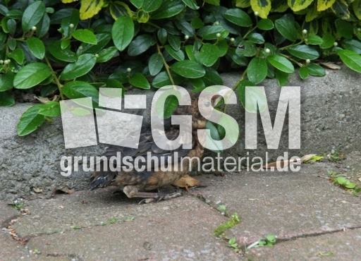 junge-Amsel-2010 013.jpg